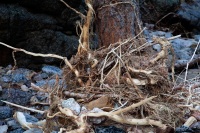 FLOOD WORK: ROOTS AROUND TREE TRUNK I WISH I HAD THOUGHT OF THAT...