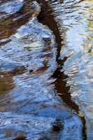 Boulder Creek Reflections