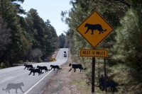 COUGAR CROSSING at the South Rim of the Grand Canyon