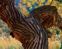 Cottonwood trunk #2
