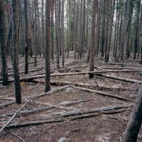 LODGEPOLE FOREST