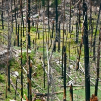 RECENTLY BURNED FOREST